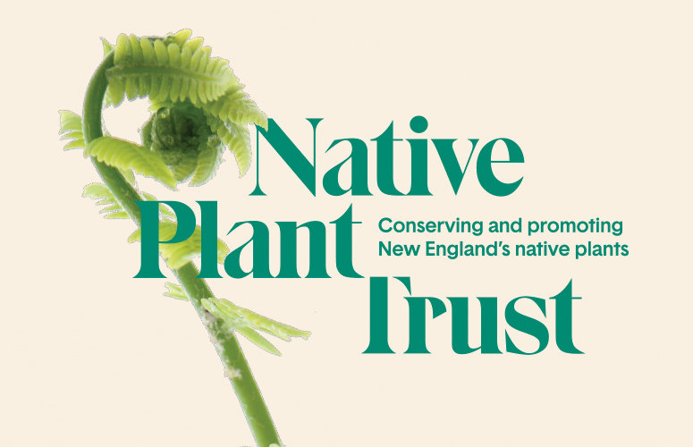 Native Plant Trust: Conserving and Promoting New England's
        Native Plants